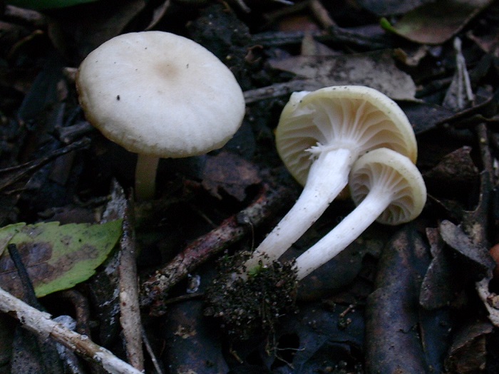 864 Dicembre vecchio ritrovamento